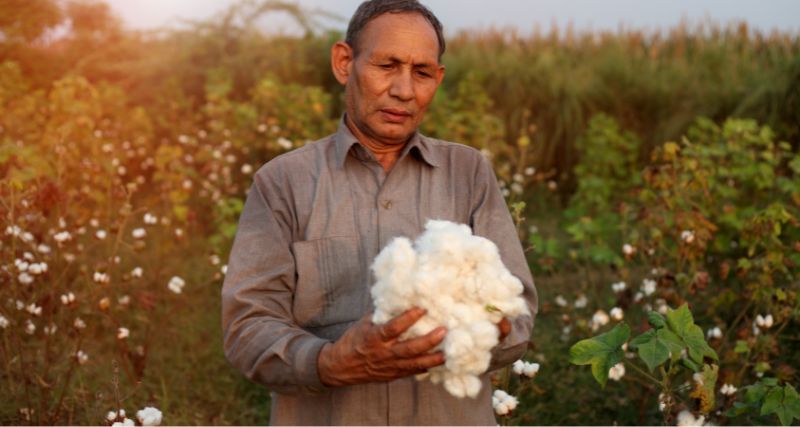 Proceso de producción del algodón
