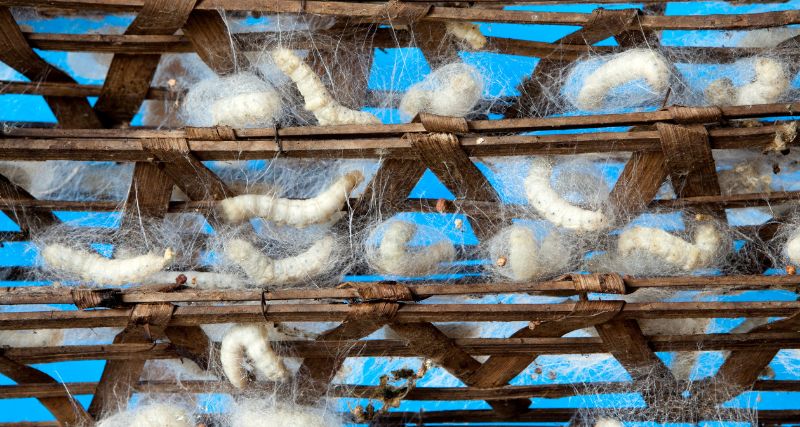Cómo se hace la seda a partir de la cría de los gusanos de seda