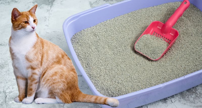 Cómo se fabrica la arena para gatos